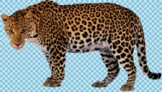 站着张望的美洲豹免抠png透明图层素材