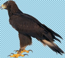 爱上黑色羽毛的老鹰图片免抠png透明图层素材