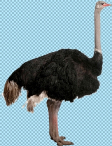 宠物狗黑色羽毛站着的鸵鸟免抠png透明图层素材