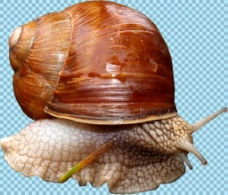 爱上躲壳里的蜗牛免抠png透明图层素材