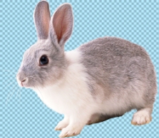 爱上可爱小兔子免抠png透明图层素材