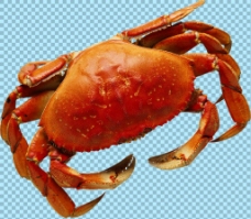 爱上红褐色大螃蟹图片免抠png透明图层素材