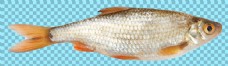 新鲜的鱼图片免抠png透明图层素材