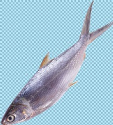 海底鱼类图片免抠png透明图层素材