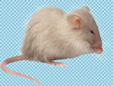 吃东西的白色老鼠免抠png透明图层素材