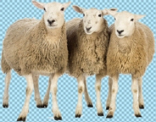 透明素材三只绵羊图片免抠png透明图层素材