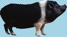 爱上黑色的猪免抠png透明图层素材
