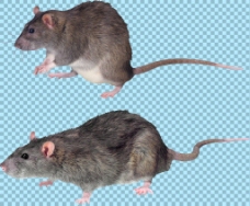 爱上两只灰色老鼠免抠png透明图层素材