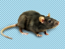 褐色小老鼠免抠png透明图层素材