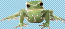 正面的绿色青蛙免抠png透明图层素材