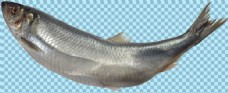 爱上灰色海底鱼类图片免抠png透明图层素材