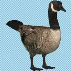 黑褐色羽毛野鸭免抠png透明图层素材