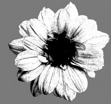 手绘花朵黑白素描