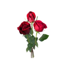 浪漫玫瑰花朵元素