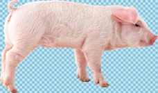 宠物猪一只小乳猪免抠png透明图层素材
