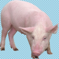 宠物猪一只小猪免抠png透明图层素材