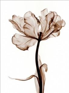 花纹背景简约透明花卉手绘