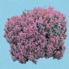 木材紫色灌木丛免抠png透明图层素材