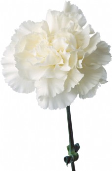 浪漫纯洁白色花朵元素