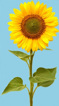 背景图一朵向日葵免抠png透明图层素材
