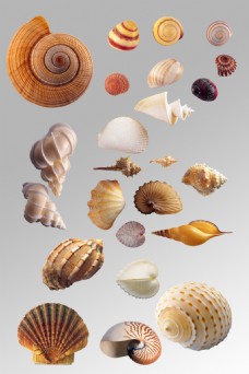 贝壳海洋一组海螺海贝贝壳实物海洋生物元素集合
