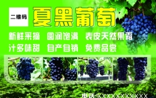 绿色叶子夏黑葡萄广告