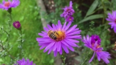 蜜蜂紫色花朵视频素材