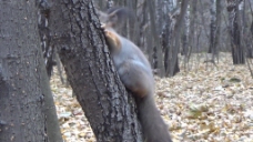 实拍自然动物树干视频