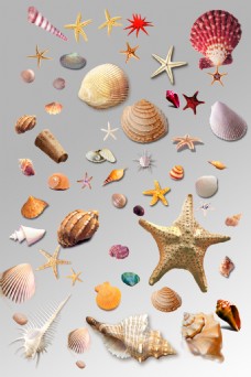 贝壳海洋一组各种各样贝壳海星海螺海洋生物元素