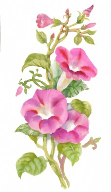 粉色牵牛花植物花朵水彩手绘矢量文件