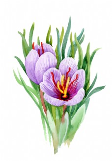 彩绘物件紫色花朵植物花朵水彩手绘矢量文件