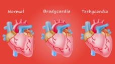人物心脏器官视频