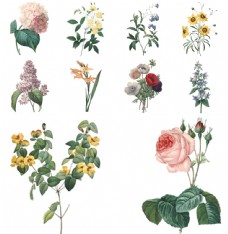 复古植物花朵插画