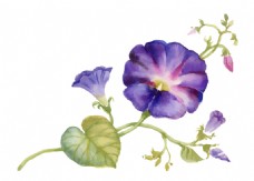 紫色喇叭花植物花朵水彩手绘矢量文件