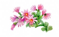夏季粉色花朵植物花朵水彩手绘矢量文件