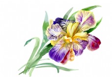 紫色花朵绿叶植物花朵水彩手绘矢量文件