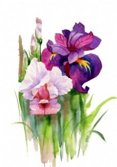 紫色粉色花束植物花朵水彩手绘矢量文件