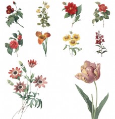 手绘复古植物花朵插画