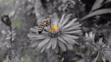 花卉花朵视频素材设计
