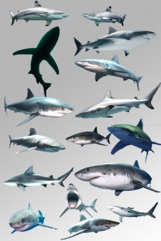 一组凶恶的海洋鲨鱼素材元素