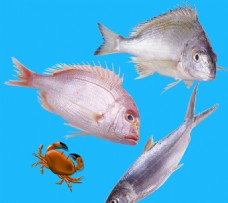 海鲜鱼蟹餐饮美食食材原料素材
