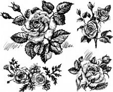 唯美素描手绘黑白玫瑰花插画