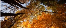 星光AutumnSkies秋天枫叶的星空阳光透过枫树林延时摄影高清实拍风景