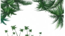 绿色叶子椰子树