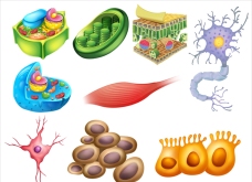 画册设计白底几种生物细胞插图