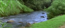 自然风景小溪水特写自然风光美景高清实拍视频素材
