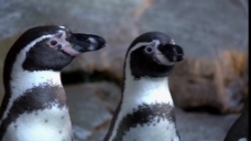 鸟类动物企鹅动物鸟类视频