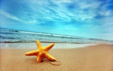海滩海星