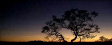 大自然夕阳下的大树自然风光美景高清实拍视频素材