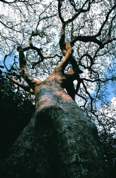 古树摄影图